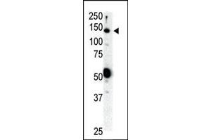 Image no. 1 for anti-Ret Proto-Oncogene (RET) (AA 152-182), (N-Term) antibody (ABIN392038)