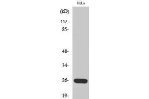 Image no. 1 for anti-Mitochondrial Ribosomal Protein S34 (MRPS34) (C-Term) antibody (ABIN3185684)