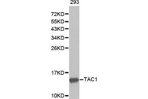 Image no. 1 for anti-Tachykinin, Precursor 1 (TAC1) antibody (ABIN3022355)