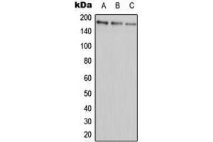 Image no. 1 for anti-ATP-Binding Cassette, Sub-Family A (ABC1), Member 9 (ABCA9) (Center) antibody (ABIN2705369)