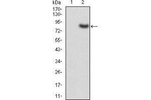 Image no. 1 for anti-K(lysine) Acetyltransferase 5 (KAT5) (AA 18-208) antibody (ABIN5542562)