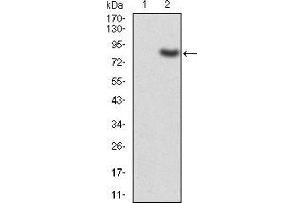 KAT5 antibody  (AA 18-208)