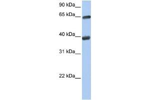 Image no. 2 for anti-Transketolase (TKT) (N-Term) antibody (ABIN2783411)