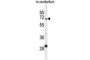 Image no. 1 for anti-Glypican 5 (GPC5) (AA 59-88), (N-Term) antibody (ABIN952556)
