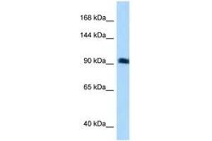 Image no. 1 for anti-rho Guanine Nucleotide Exchange Factor (GEF) 26 (ARHGEF26) (N-Term) antibody (ABIN6741888)