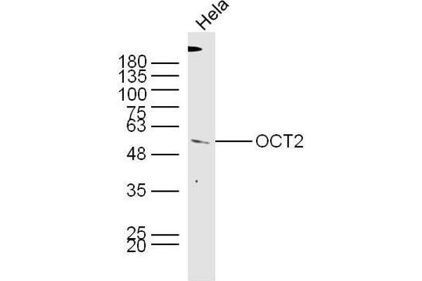 Oct-2 antibody  (AA 11-100)