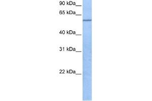 Image no. 1 for anti-TRAF3 Interacting Protein 3 (TRAF3IP3) (C-Term) antibody (ABIN2783977)
