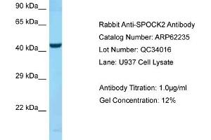 Image no. 1 for anti-Sparc/osteonectin, Cwcv and Kazal-Like Domains Proteoglycan (Testican) 2 (SPOCK2) (C-Term) antibody (ABIN2789076)