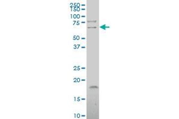 anti-tRNA Splicing Endonuclease 54 (TSEN54) (AA 427-525) antibody