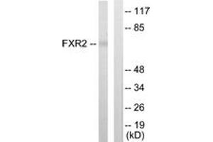 Image no. 3 for anti-Fragile X Mental Retardation, Autosomal Homolog 2 (FXR2) (AA 551-600) antibody (ABIN1533757)