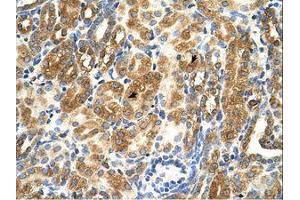 Image no. 1 for anti-MAS1 Oncogene (MAS1) (AA 144-193) antibody (ABIN321835)