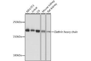 Clathrin Heavy Chain (CLTC) antibody