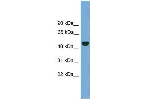 Image no. 2 for anti-Proteasome (Prosome, Macropain) 26S Subunit, Non-ATPase, 12 (PSMD12) (N-Term) antibody (ABIN2787420)