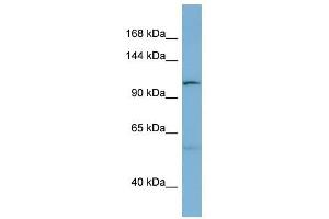 Image no. 1 for anti-DnaJ (Hsp40) Homolog, Subfamily C, Member 10 (DNAJC10) antibody (ABIN635149)