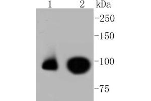 Image no. 1 for anti-Nuclear Factor (erythroid-Derived 2)-Like 2 (NFE2L2) (pSer40) antibody (ABIN5557501)