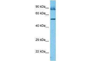 Image no. 4 for anti-Interferon-Induced Protein with Tetratricopeptide Repeats 3 (IFIT3) (N-Term) antibody (ABIN2782443)