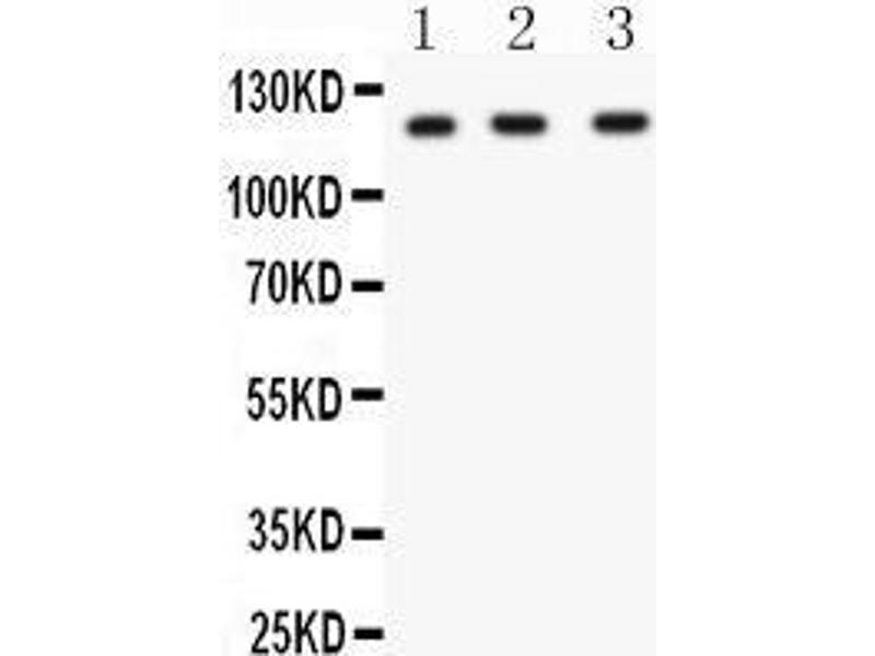 HIF1A antibody (C-Term)
