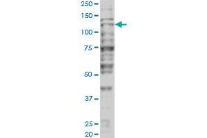 Image no. 5 for anti-Tripartite Motif Containing 24 (TRIM24) (AA 432-569) antibody (ABIN563797)
