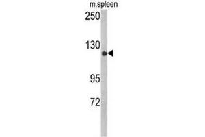 Image no. 3 for anti-Cytoplasmic Linker Associated Protein 2 (CLASP2) (AA 1005-1034) antibody (ABIN951541)