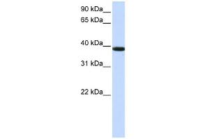 Image no. 1 for anti-Kelch Domain Containing 8B (KLHDC8B) (Middle Region) antibody (ABIN2783377)