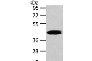Vasohibin 2 antibody