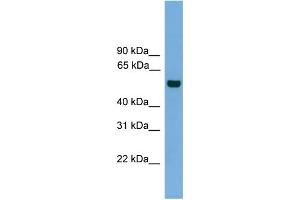 Image no. 1 for anti-CDC like Kinase 1 (CLK1) (N-Term) antibody (ABIN2784736)