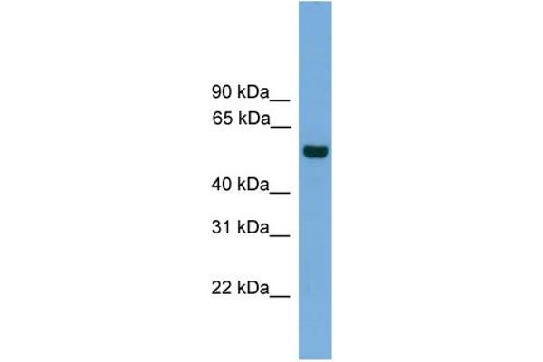 CLK1 antibody  (N-Term)