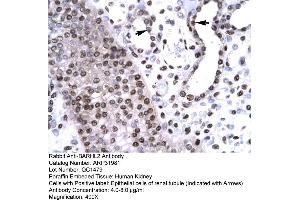 BARHL2 antibody  (Middle Region)