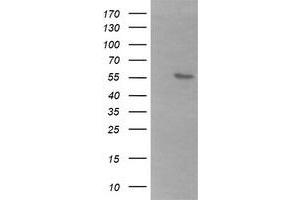 Image no. 1 for anti-beta-1,3-N-Acetylgalactosaminyl Transferase 2 (B3GALNT2) antibody (ABIN1496797)