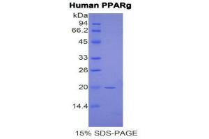 Image no. 1 for Peroxisome Proliferator-Activated Receptor gamma (PPARG) (AA 349-488) protein (His tag) (ABIN1877737)
