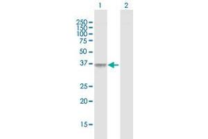Image no. 1 for anti-F11 Receptor (F11R) (AA 1-299) antibody (ABIN526357)