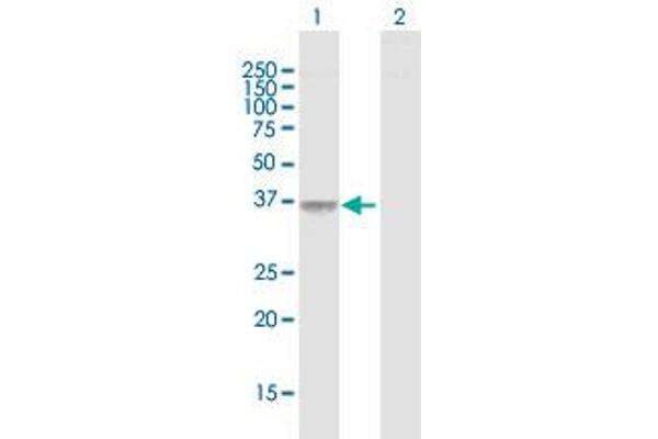 F11R antibody  (AA 1-299)