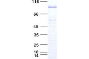 p300 Protein (DYKDDDDK Tag)