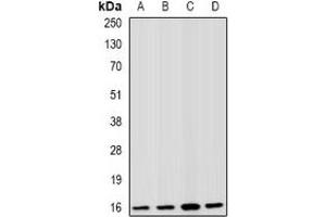 Western blot analysis of Fis1 expression in HepG2 (A), A549 (B), mouse spleen (C), mouse kidney (D) whole cell lysates.