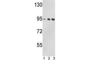 Image no. 3 for anti-Valosin Containing Protein (VCP) (AA 726-755) antibody (ABIN3029566)