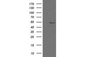 Image no. 9 for anti-Zinc Finger and SCAN Domain Containing 18 (ZSCAN18) antibody (ABIN1501857)