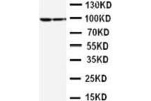 Image no. 2 for anti-Signal Transducer and Activator of Transcription 1, 91kDa (STAT1) (AA 364-378), (Middle Region) antibody (ABIN3043693)