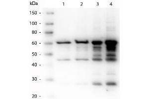 Western Blotting (WB) image for anti-P35 antibody (ABIN1043768)