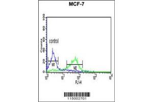 Flow Cytometry (FACS) image for anti-Centromere Protein N (CENPN) antibody (ABIN2158211)
