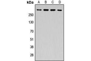 Image no. 1 for anti-Adenomatous Polyposis Coli (APC) (Center) antibody (ABIN2972835)