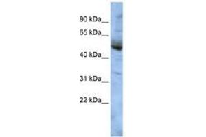 Image no. 1 for anti-COP9 Signalosome Subunit 4 (COPS4) (AA 143-192) antibody (ABIN6741398)