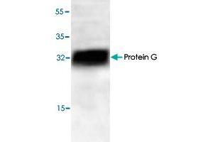 Protein G Antikörper