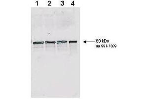 Image no. 2 for anti-RAD9 Homolog A (S. Pombe) (RAD9A) (AA 1125-1139), (pSer1129) antibody (ABIN106404)