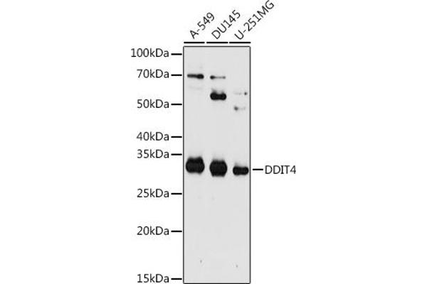 DDIT4 Antikörper  (AA 1-232)