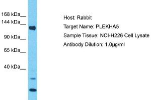 anti-Pleckstrin Homology Domain Containing, Family A Member 5 (PLEKHA5) (C-Term) antibody