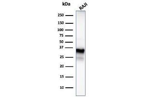Image no. 1 for anti-Membrane-Spanning 4-Domains, Subfamily A, Member 1 (MS4A1) (AA 213-297) antibody (ABIN6941105)