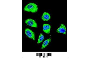 Image no. 2 for anti-Protocadherin gamma Subfamily A, 8 (PCDHGA8) (AA 781-808), (C-Term) antibody (ABIN655955)