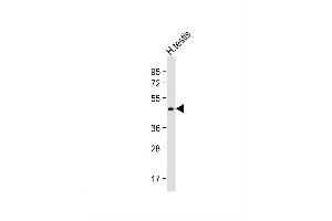 Image no. 3 for anti-UBX Domain Protein 6 (UBXN6) (AA 281-309), (C-Term) antibody (ABIN651276)