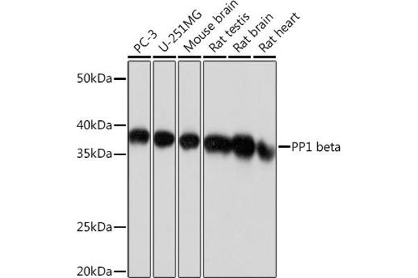 PPP1CB Antikörper