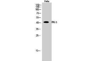 Image no. 1 for anti-serpin Peptidase Inhibitor, Clade A (Alpha-1 Antiproteinase, Antitrypsin), Member 5 (SERPINA5) (Internal Region) antibody (ABIN3186314)